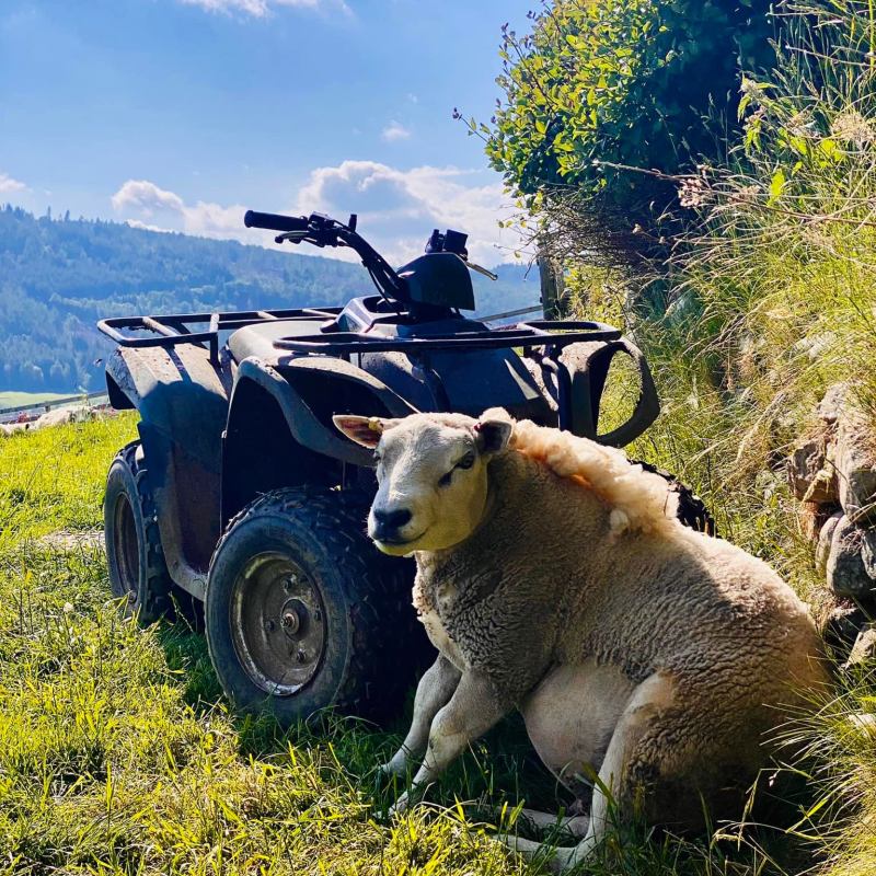 a truck that is sitting on top of a grass covered field